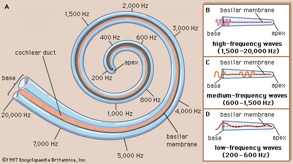 Basilar Membrane Anatomy and Structure Shapes Our Hearing