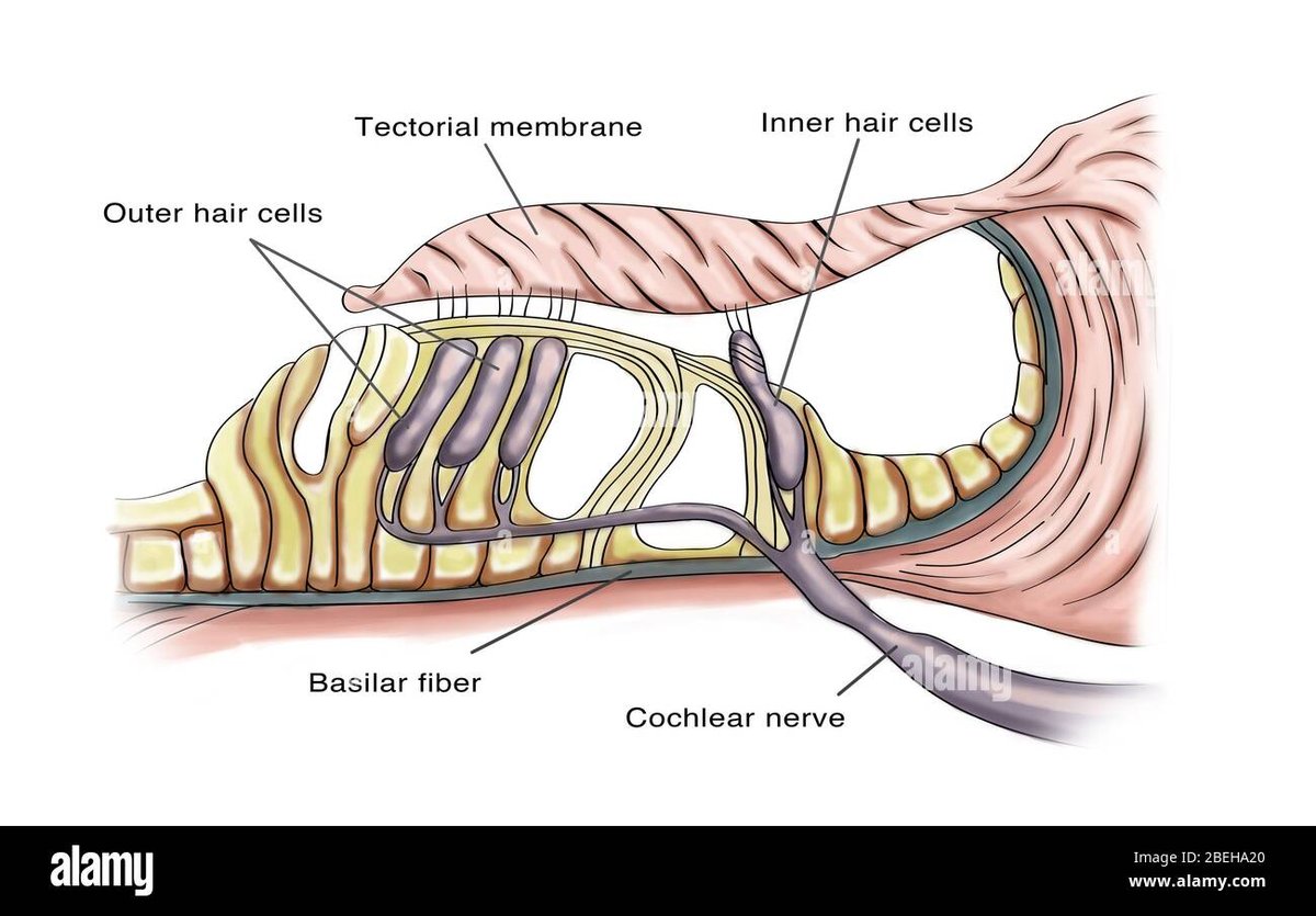 Basilar Membrane Function In Hearing Explains How We Perceive Pitch