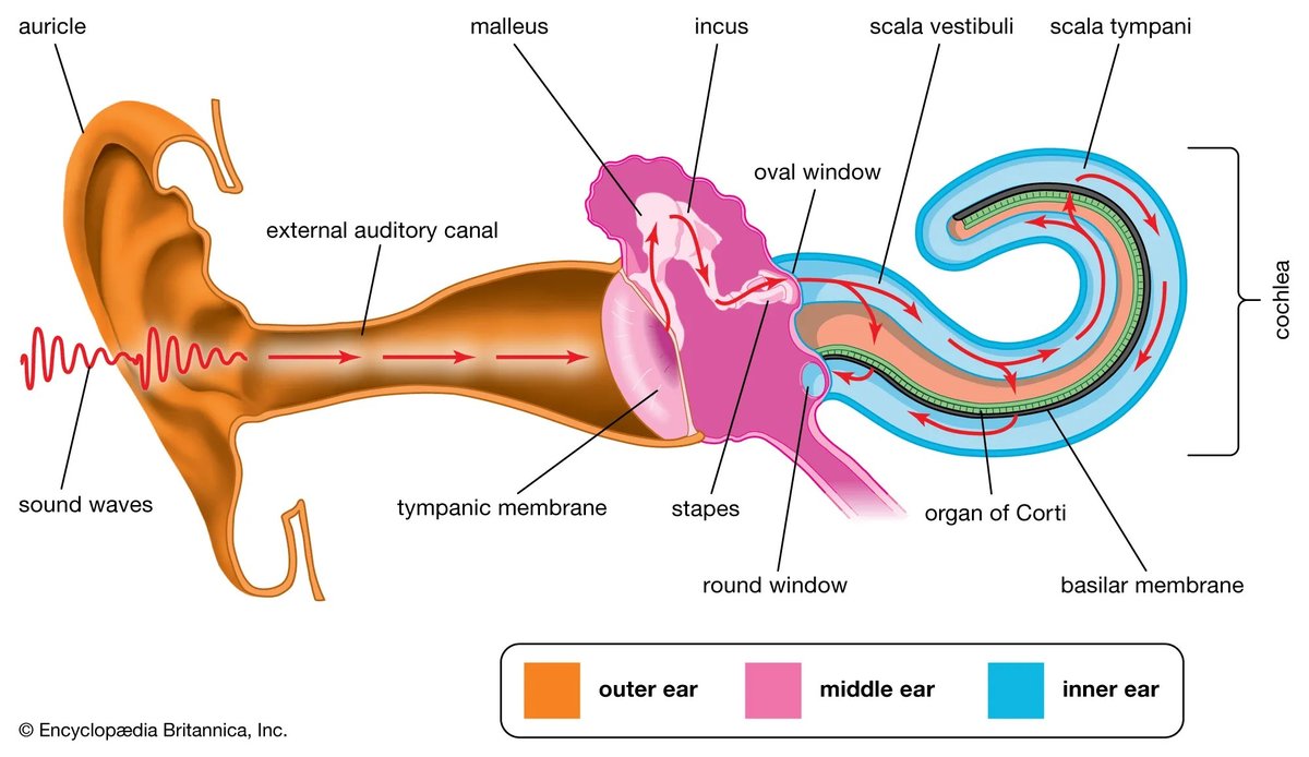 Basilar Membrane Pathologies And Hearing Disorders Cause Permanent Hearing Loss