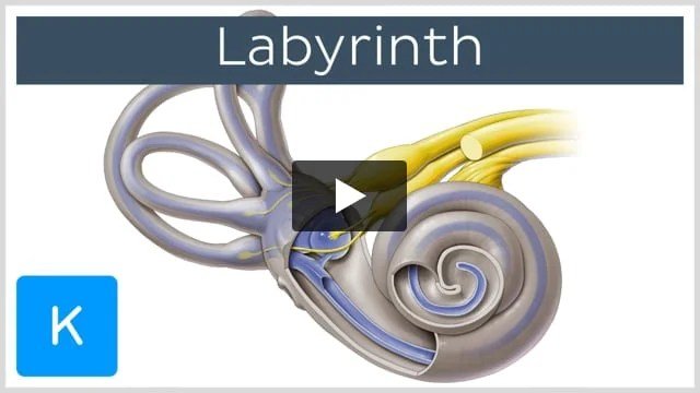 Schematic Of The Basilar Membranes Role In Human Hearing